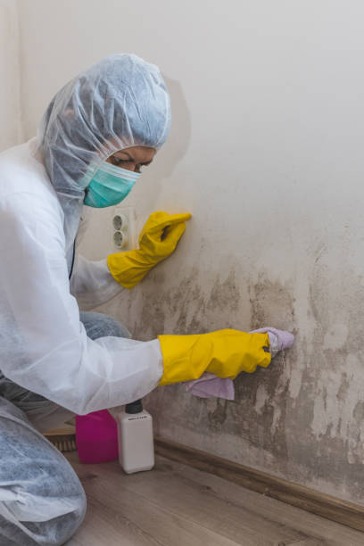 Best Mold Odor Removal Services  in Laurinburg, NC
